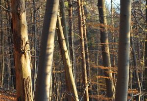 vervolgcursus schilderen Overlapping